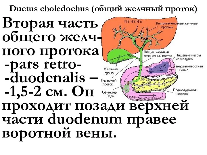 Ductus choledochus (общий желчный проток) Вторая часть общего желч- ного протока pars