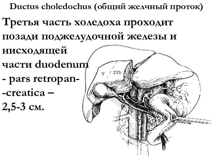 Ductus choledochus (общий желчный проток) Третья часть холедоха проходит позади поджелудочной железы