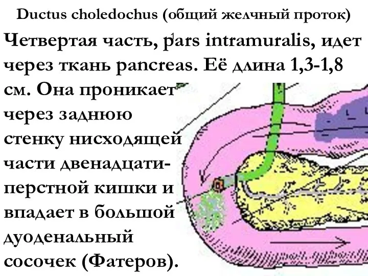 Ductus choledochus (общий желчный проток) 1 Четвертая часть, pars intramuralis, идет через