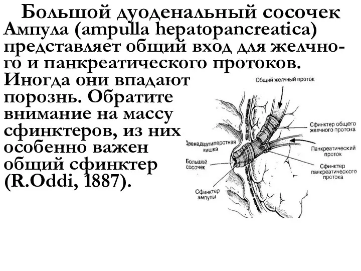 Большой дуоденальный сосочек Ампула (ampulla hepatopancreatica) представляет общий вход для желчно-го и