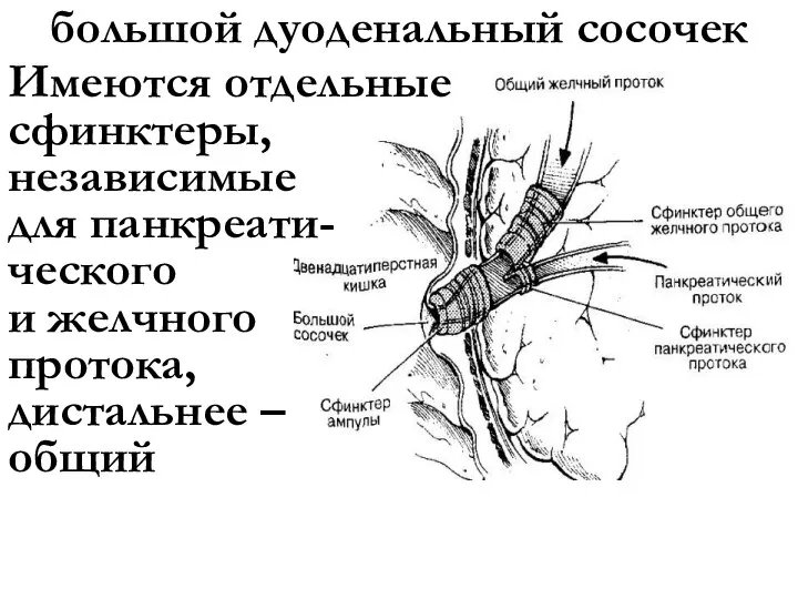 большой дуоденальный сосочек Имеются отдельные сфинктеры, независимые для панкреати- ческого и желчного протока, дистальнее – общий