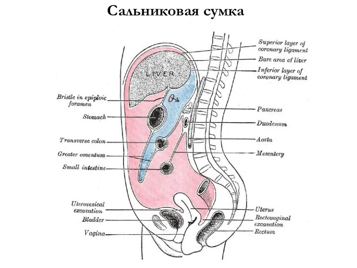 Сальниковая сумка