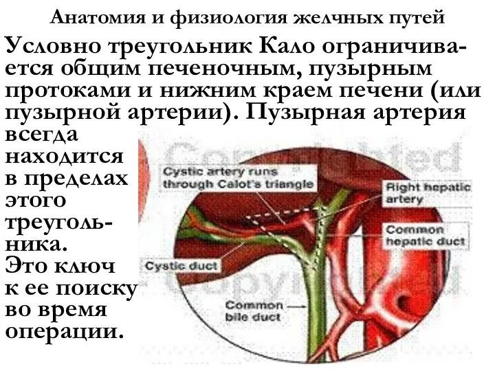 Анатомия и физиология желчных путей Условно треугольник Кало ограничива-ется общим печеночным, пузырным