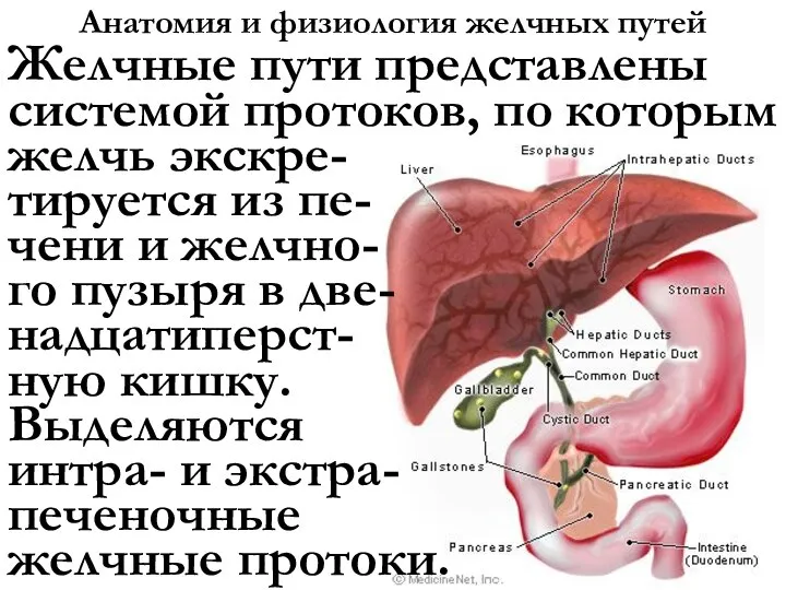 Анатомия и физиология желчных путей Желчные пути представлены системой протоков, по которым