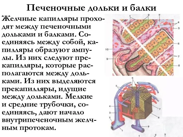 Печеночные дольки и балки Желчные капилляры прохо- дят между печеночными дольками и