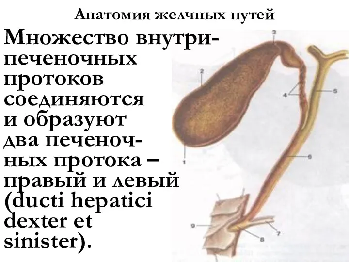 Анатомия желчных путей Множество внутри- печеночных протоков соединяются и образуют два печеноч-