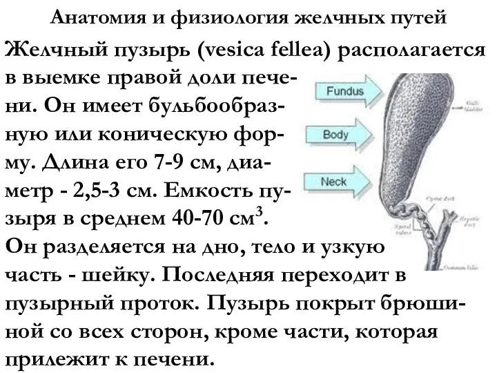 Анатомия и физиология желчных путей Желчный пузырь (vesica fellea) располагается в выемке