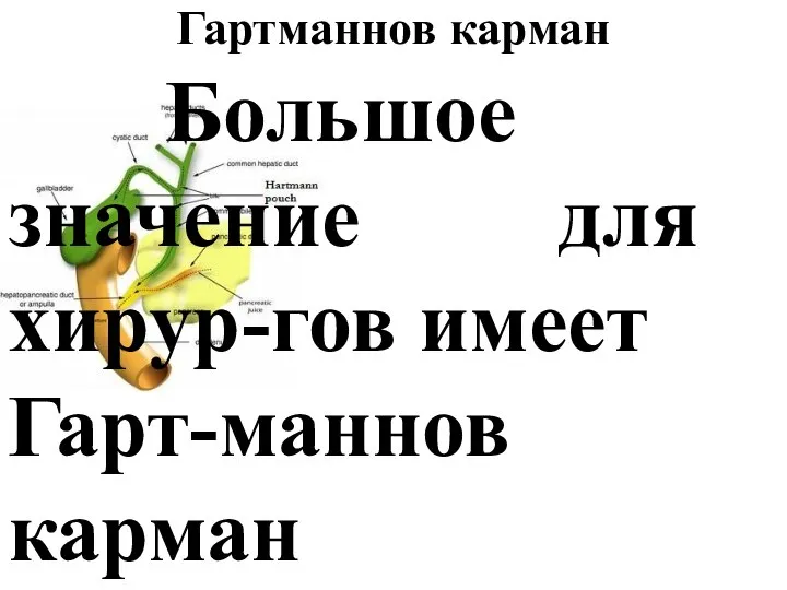 Гартманнов карман Большое значение для хирур-гов имеет Гарт-маннов карман