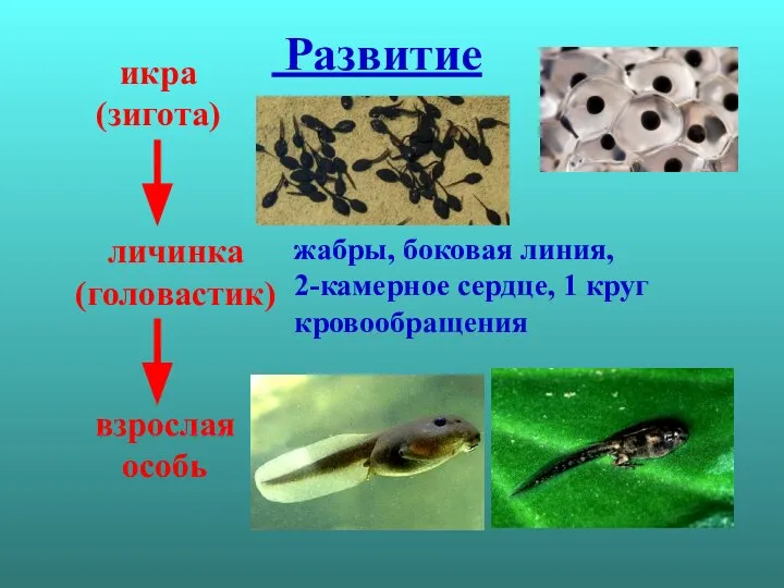 Развитие икра (зигота) личинка (головастик) взрослая особь жабры, боковая линия, 2-камерное сердце, 1 круг кровообращения