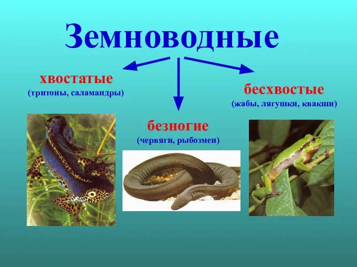 Земноводные хвостатые (тритоны, саламандры) бесхвостые (жабы, лягушки, квакши) безногие (червяги, рыбозмеи)