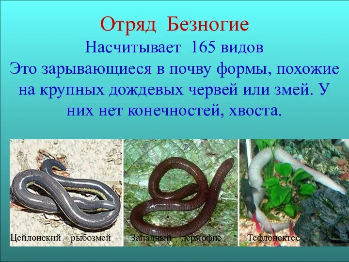 Отряд Безногие Насчитывает 165 видов Это зарывающиеся в почву формы, похожие на