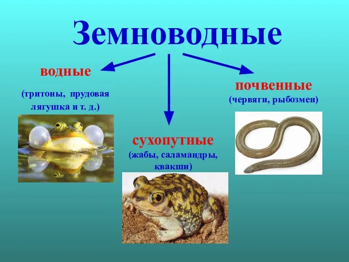 Земноводные водные (тритоны, прудовая лягушка и т. д.) сухопутные (жабы, саламандры, квакши) почвенные (червяги, рыбозмеи)