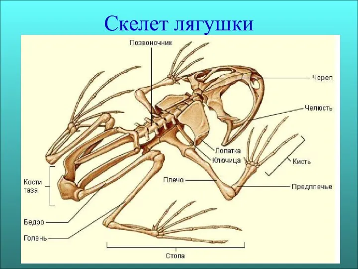 Скелет лягушки