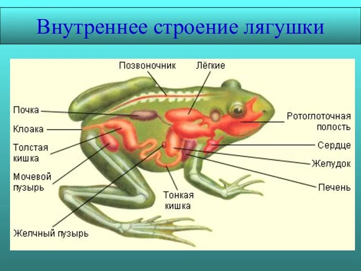 Внутреннее строение лягушки