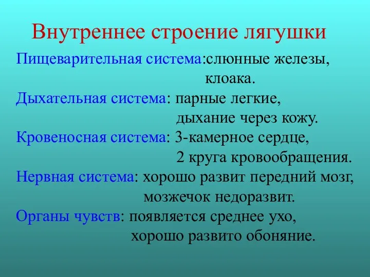 Внутреннее строение лягушки Пищеварительная система:слюнные железы, клоака. Дыхательная система: парные легкие, дыхание