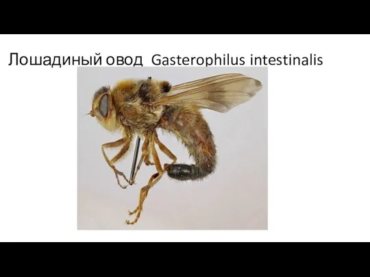 Лошадиный овод Gasterophilus intestinalis
