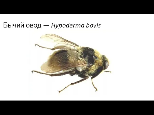 Бычий овод — Hypoderma bovis