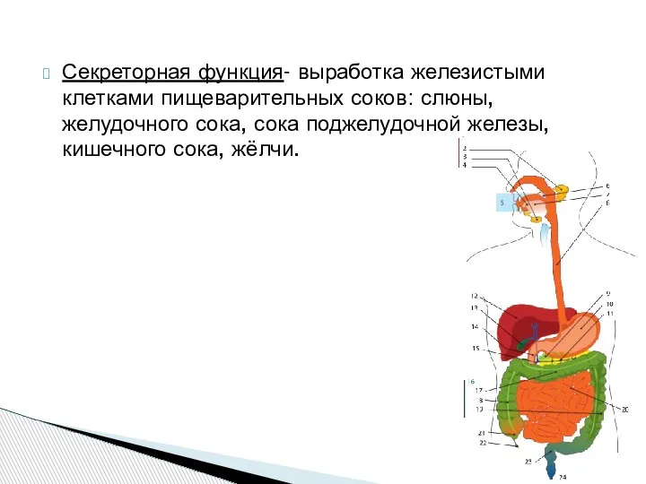 Секреторная функция- выработка железистыми клетками пищеварительных соков: слюны, желудочного сока, сока поджелудочной железы, кишечного сока, жёлчи.