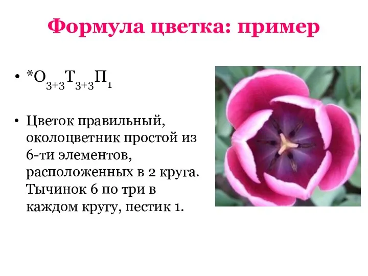 Формула цветка: пример *О3+3Т3+3П1 Цветок правильный, околоцветник простой из 6-ти элементов, расположенных
