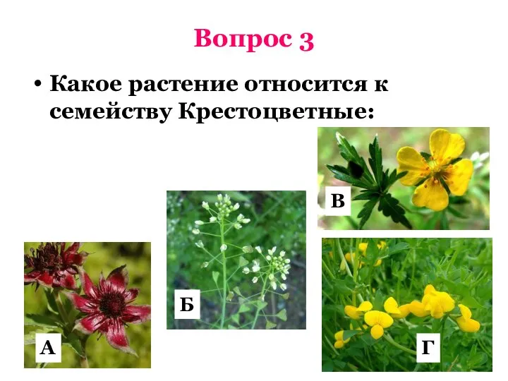 Вопрос 3 Какое растение относится к семейству Крестоцветные: А Б В Г