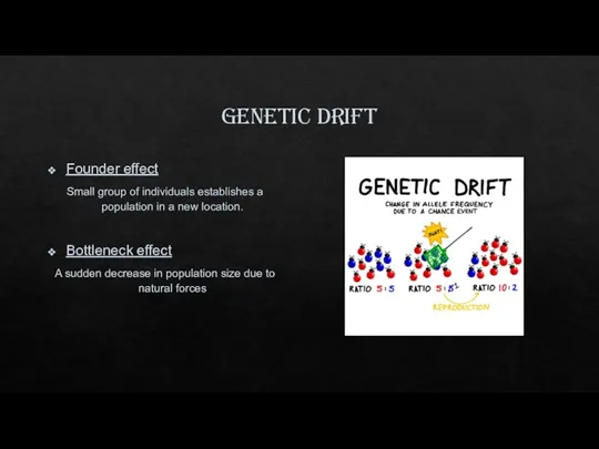 Genetic drift Founder effect Small group of individuals establishes a population in