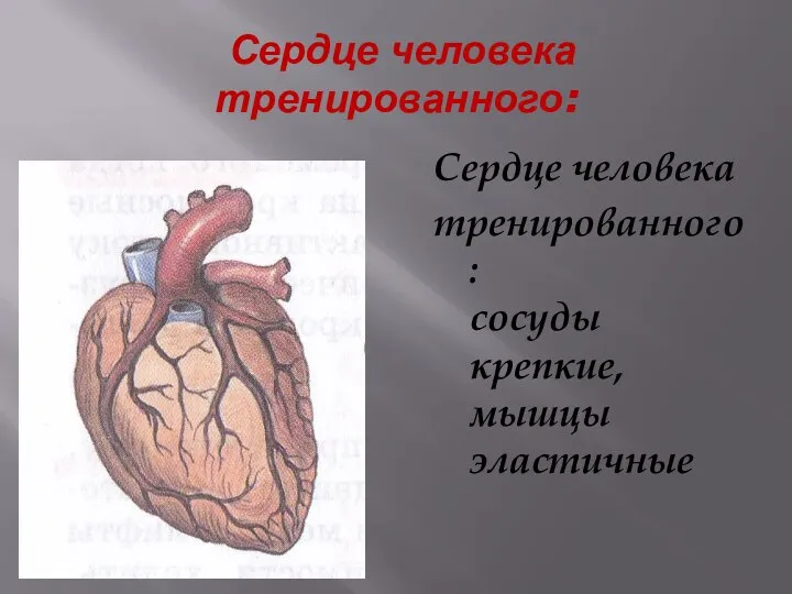 Сердце человека тренированного: Сердце человека тренированного: сосуды крепкие, мышцы эластичные