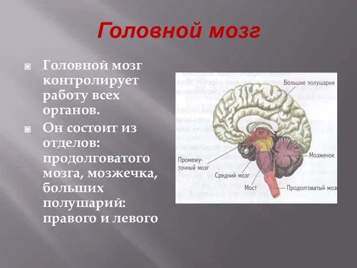 Головной мозг Головной мозг контролирует работу всех органов. Он состоит из отделов: