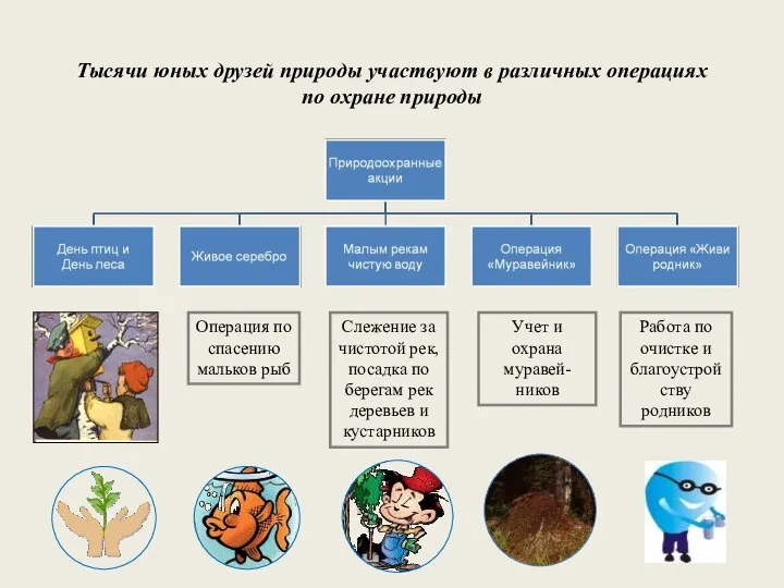 Тысячи юных друзей природы участвуют в различных операциях по охране природы Операция