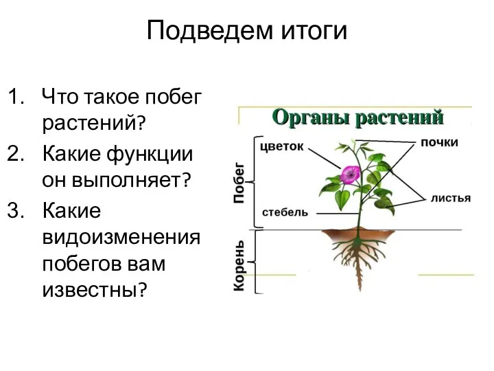 Подведем итоги Что такое побег растений? Какие функции он выполняет? Какие видоизменения побегов вам известны?