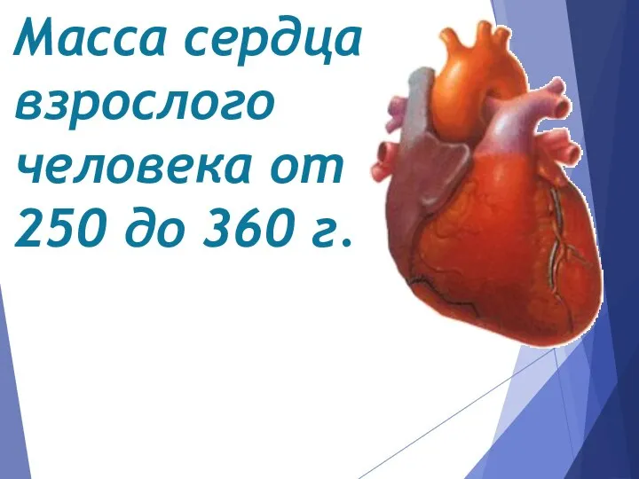 Масса сердца взрослого человека от 250 до 360 г.