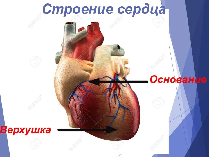 Основание Верхушка Строение сердца