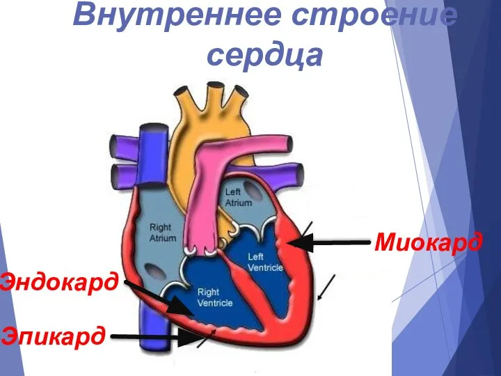 Миокард Внутреннее строение сердца Эпикард Эндокард