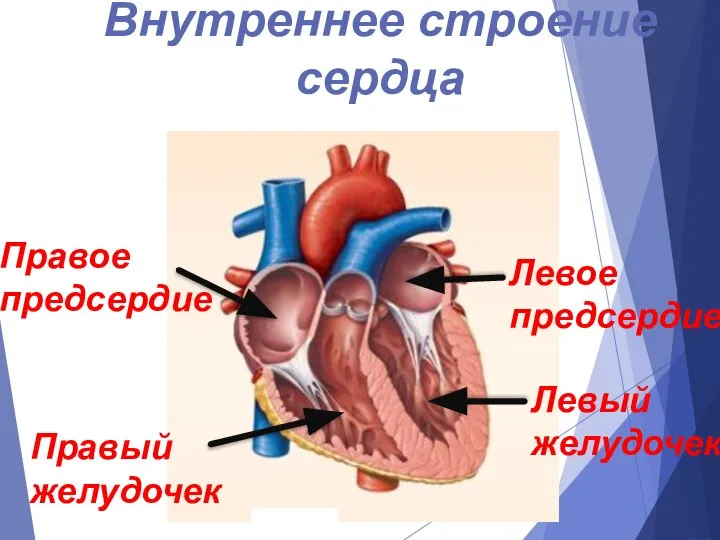 Левое предсердие Внутреннее строение сердца Правый желудочек Правое предсердие Левый желудочек