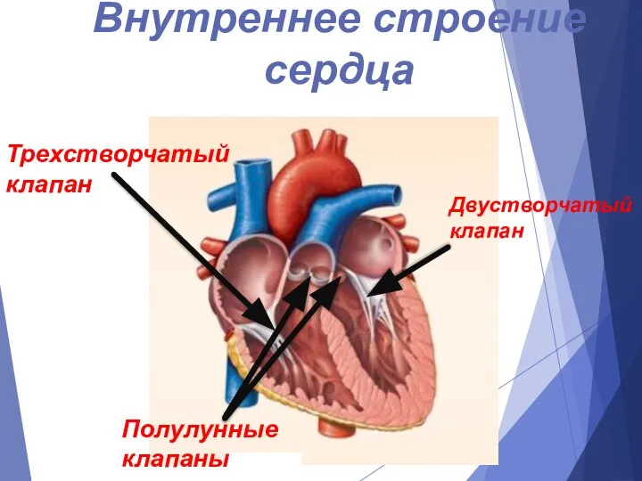 Двустворчатый клапан Внутреннее строение сердца Полулунные клапаны Трехстворчатый клапан