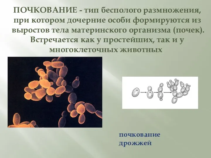 ПОЧКОВАНИЕ - тип бесполого размножения, при котором дочерние особи формируются из выростов