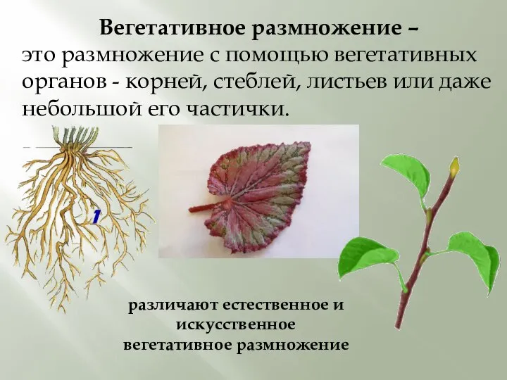 Вегетативное размножение – это размножение с помощью вегетативных органов - корней, стеблей,