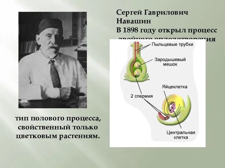 Сергей Гаврилович Навашин В 1898 году открыл процесс двойного оплодотворения тип полового