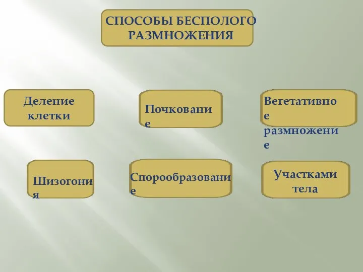 СПОСОБЫ БЕСПОЛОГО РАЗМНОЖЕНИЯ Деление клетки Шизогония Почкование Спорообразование Вегетативное размножение Участками тела