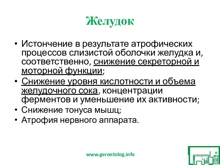 Желудок Истончение в результате атрофических процессов слизистой оболочки желудка и, соответственно, снижение