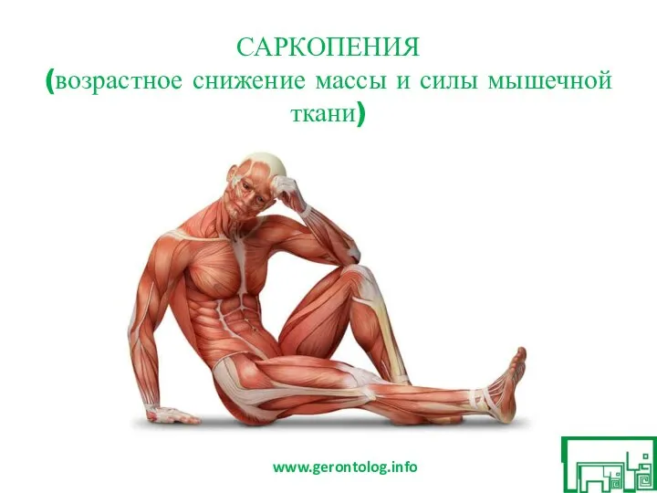 САРКОПЕНИЯ (возрастное снижение массы и силы мышечной ткани) www.gerontolog.info