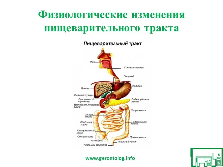 Физиологические изменения пищеварительного тракта www.gerontolog.info