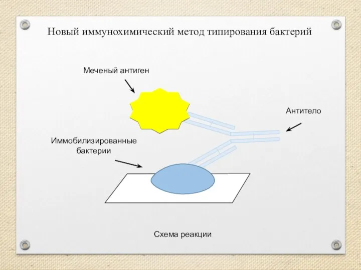 Новый иммунохимический метод типирования бактерий Меченый антиген Антитело Иммобилизированные бактерии Схема реакции