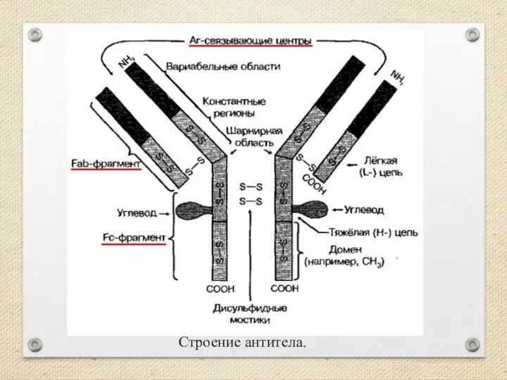 Строение антитела.