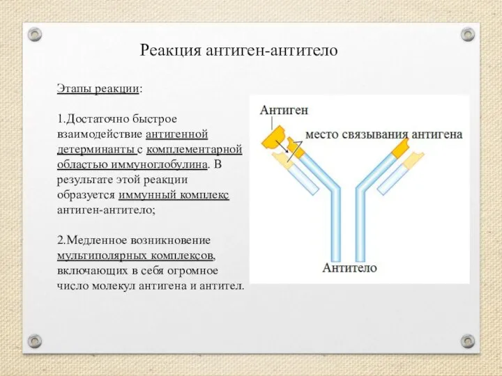 Реакция антиген-антитело Этапы реакции: 1.Достаточно быстрое взаимодействие антигенной детерминанты с комплементарной областью