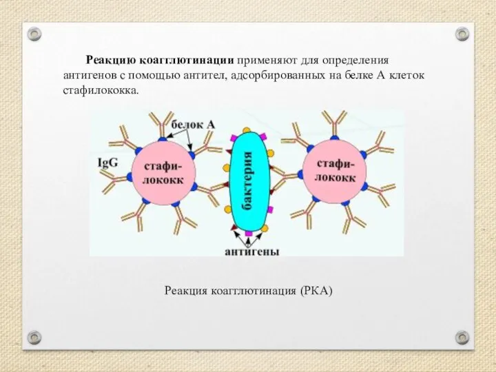 Реакция коагглютинация (РКА) Реакцию коагглютинации применяют для определения антигенов с помощью антител,