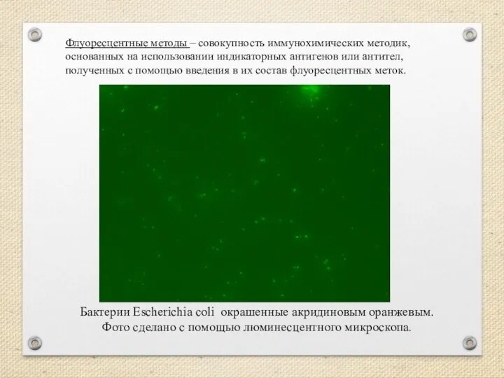 Бактерии Escherichia coli окрашенные акридиновым оранжевым. Фото сделано с помощью люминесцентного микроскопа.