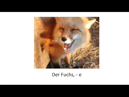 Der Fuchs, - e