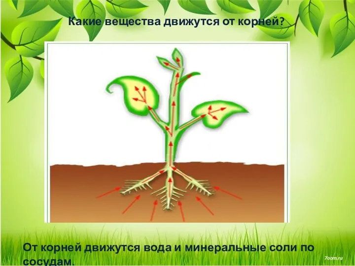 Какие вещества движутся от корней? От корней движутся вода и минеральные соли по сосудам.