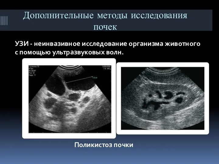 Дополнительные методы исследования почек УЗИ - неинвазивное исследование организма животного с помощью ультразвуковых волн. Поликистоз почки