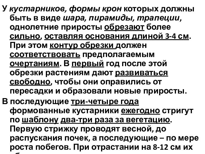 У кустарников, формы крон которых должны быть в виде шара, пирамиды, трапеции,